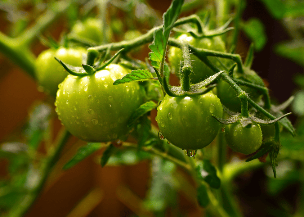 30 Foods that Are Poisonous to Dogs Stacker